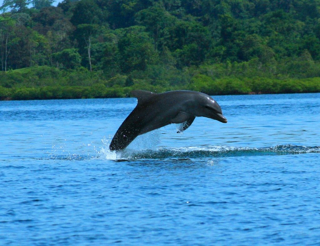 Bocas del Toro